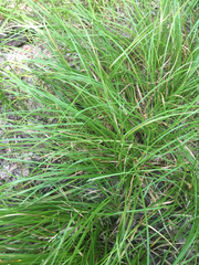 Carex cherokeensis