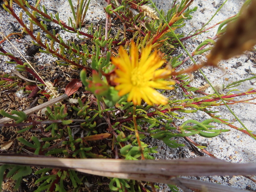 Image of Lampranthus bicolor by (c) linkie, some rights reserved (CC BY)