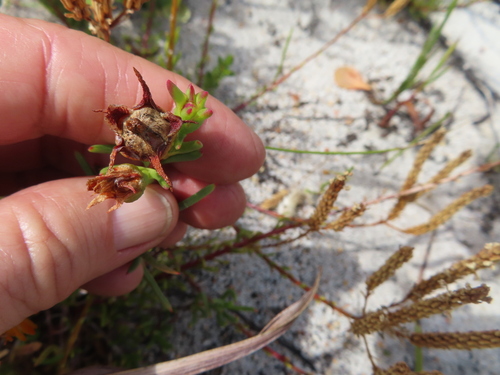 Image of Lampranthus bicolor by (c) linkie, some rights reserved (CC BY)