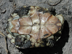Pelomedusa