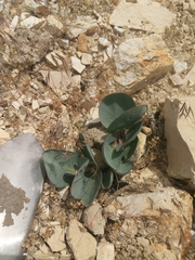 Asclepias cryptoceras davisii