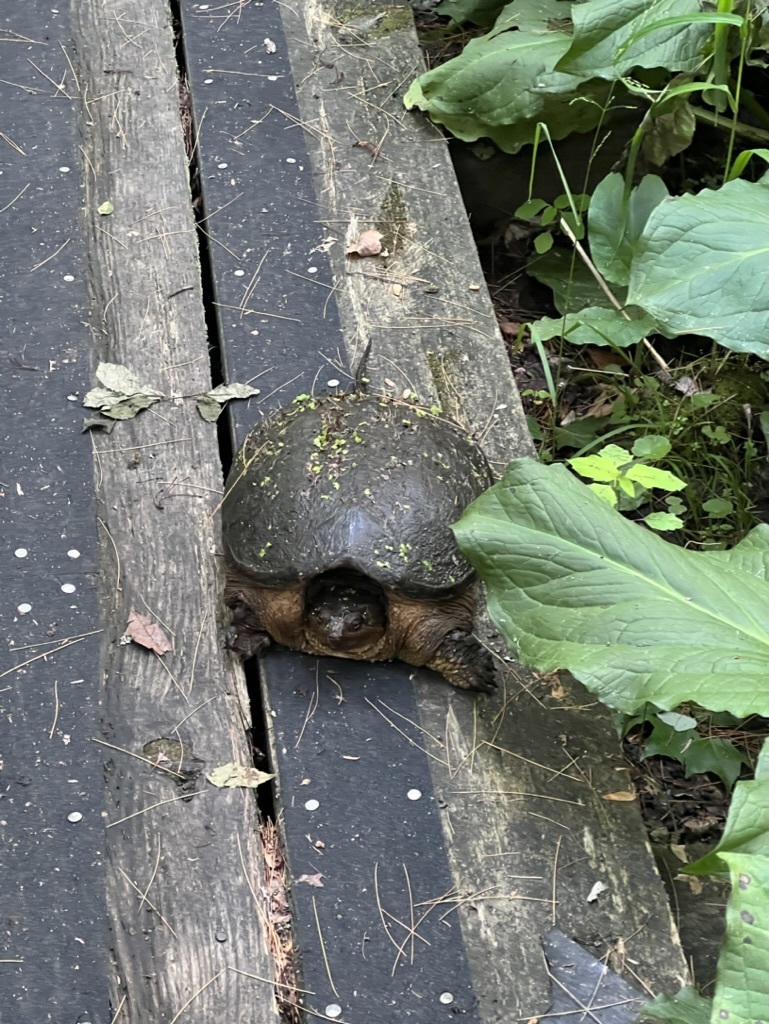 Common Snapping Turtle