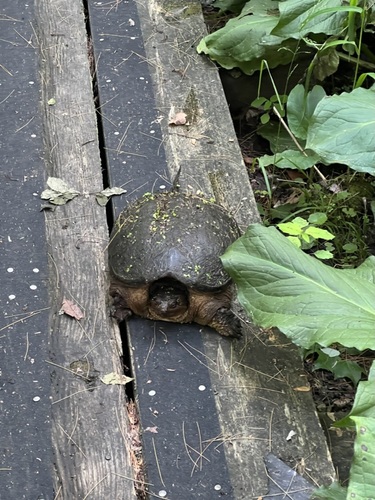 Common Snapping Turtle