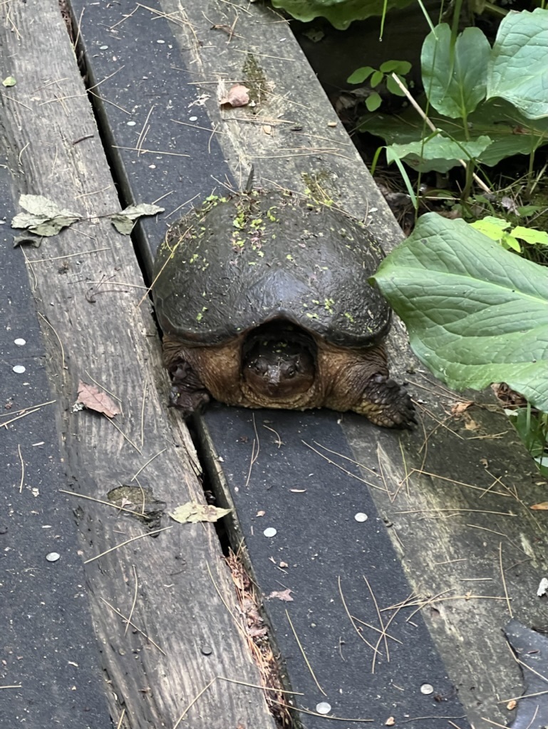 Common Snapping Turtle