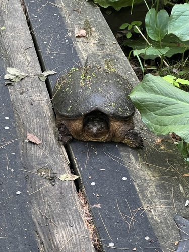 Common Snapping Turtle