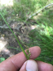 Carex cherokeensis
