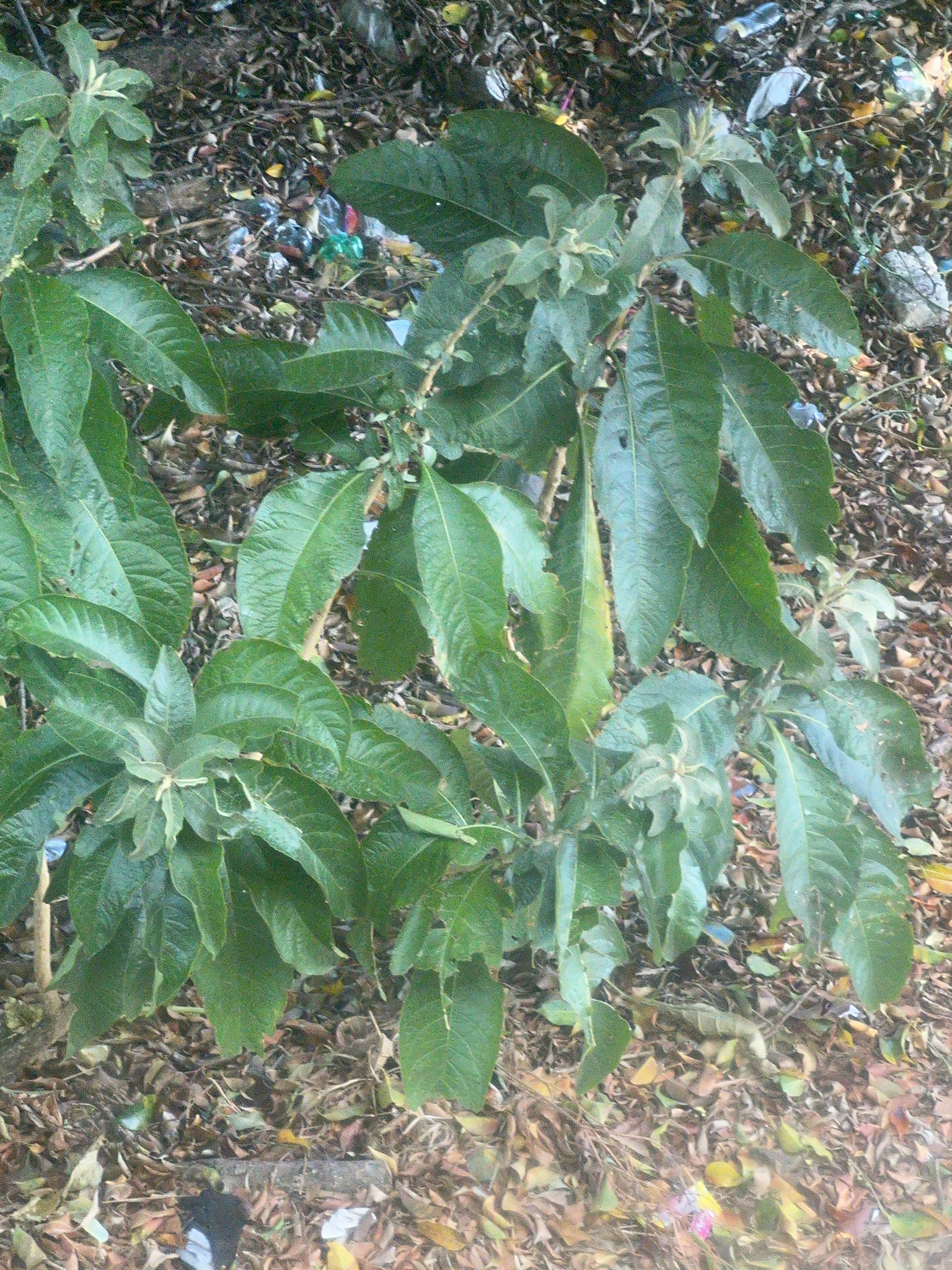 Imagem de Fruta de sabiá
