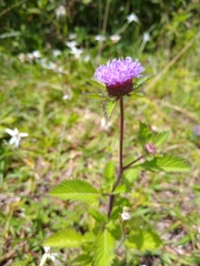 Centratherum punctatum