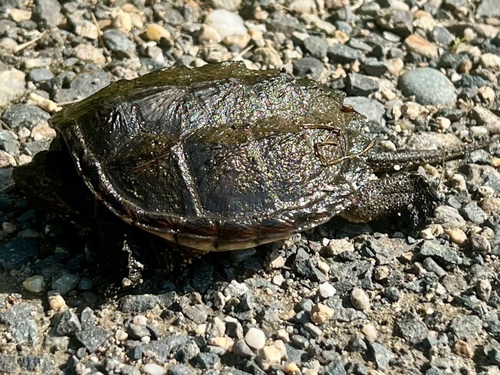 Common Snapping Turtle