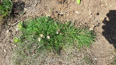 Armeria maritima maritima