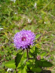 Centratherum punctatum