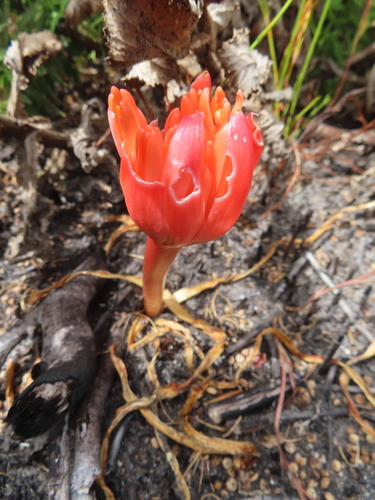 Haemanthus canaliculatus
