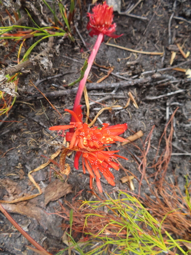 Haemanthus canaliculatus