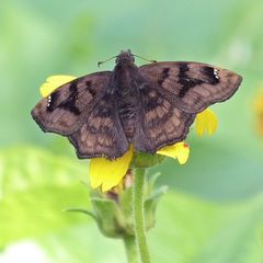 Nisoniades macarius