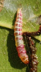 Rectiostoma xanthobasis