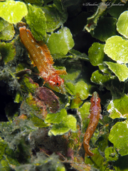 Bald Blenny photo 4