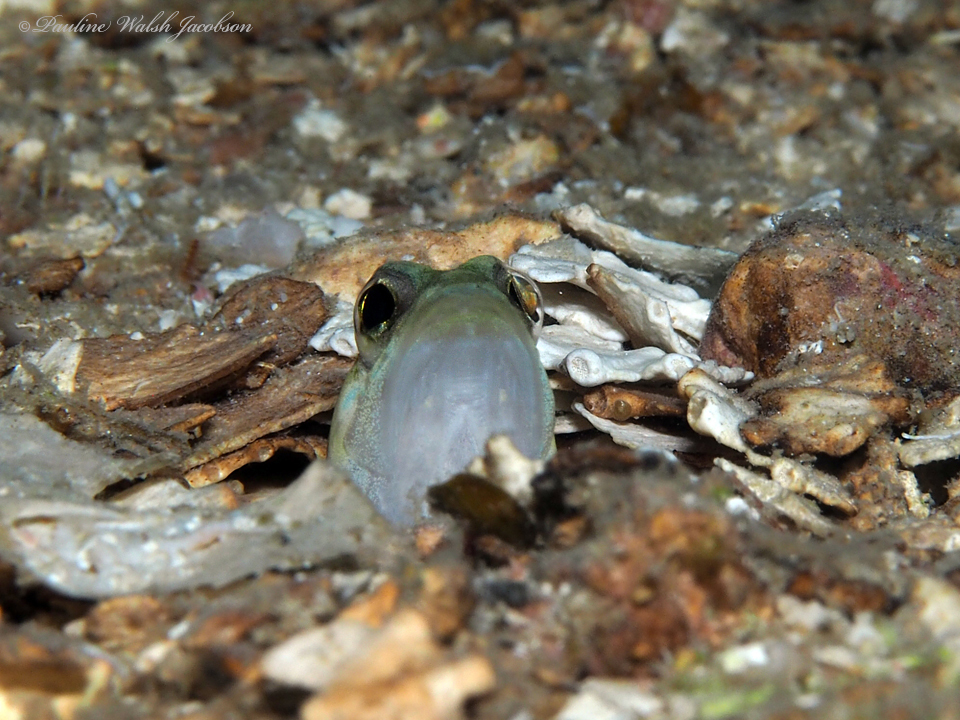 Moustache Jawfish
