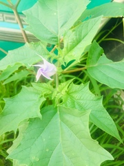 Datura stramonium