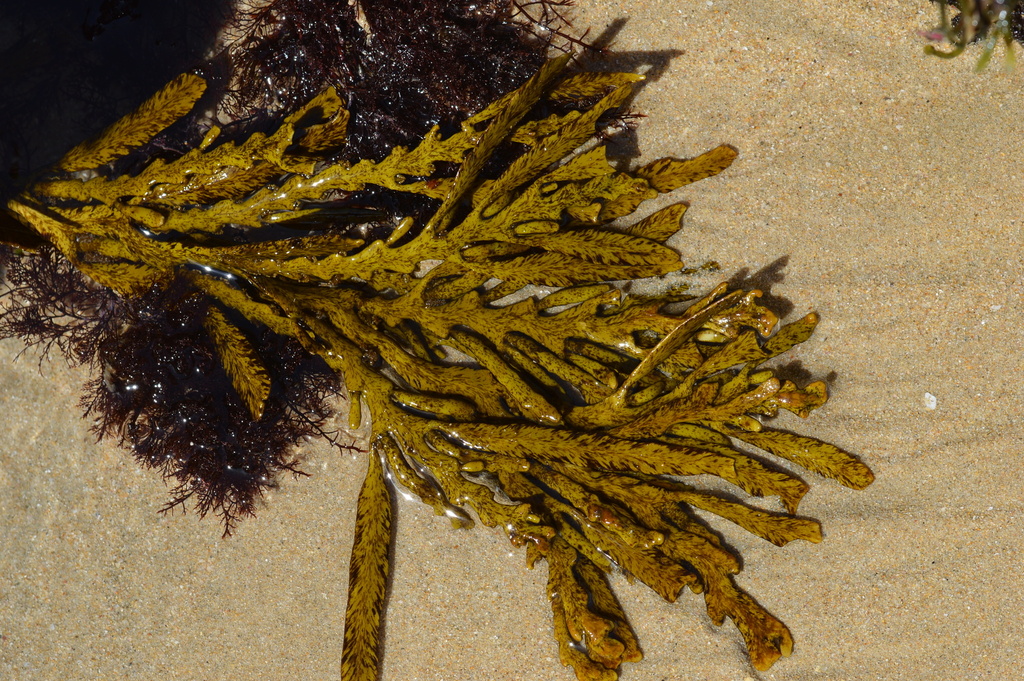 Oerstedtia scalaris