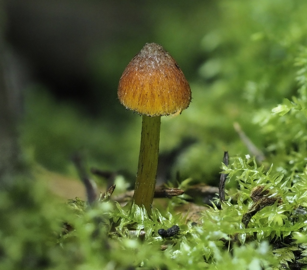 Hygrocybe sp. 'FL10'