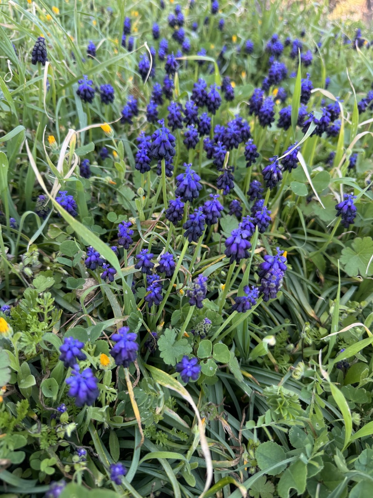 Muscari commutatum (Muscari commutatum)