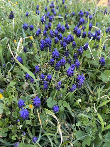 Muscari commutatum (Muscari commutatum)