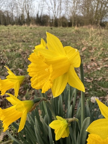 Narcissus hispanicus, photograph 3