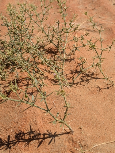 Image of Zygophyllum indicum by (c) Denys Vynokurov, some rights reserved (CC BY)