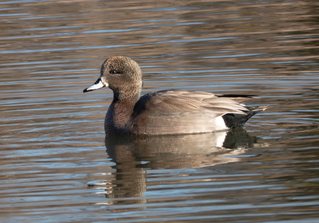 American Wigeon × Gadwall
