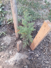 Cupressus cashmeriana