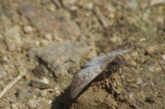 Antigonus erosus