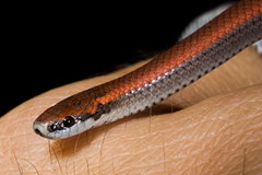 Contia tenuis
