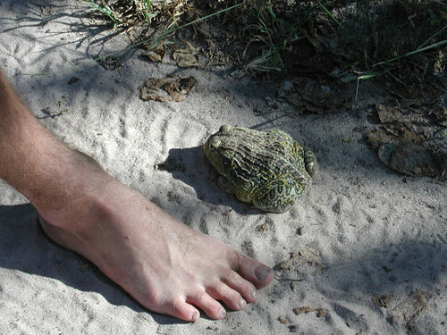 Pyxicephalus beytelli