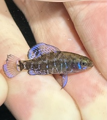 Gulf Coast Pygmy Sunfish photo 2
