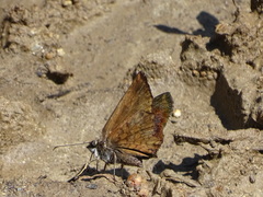 Antigonus erosus