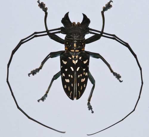Stellognatha maculata