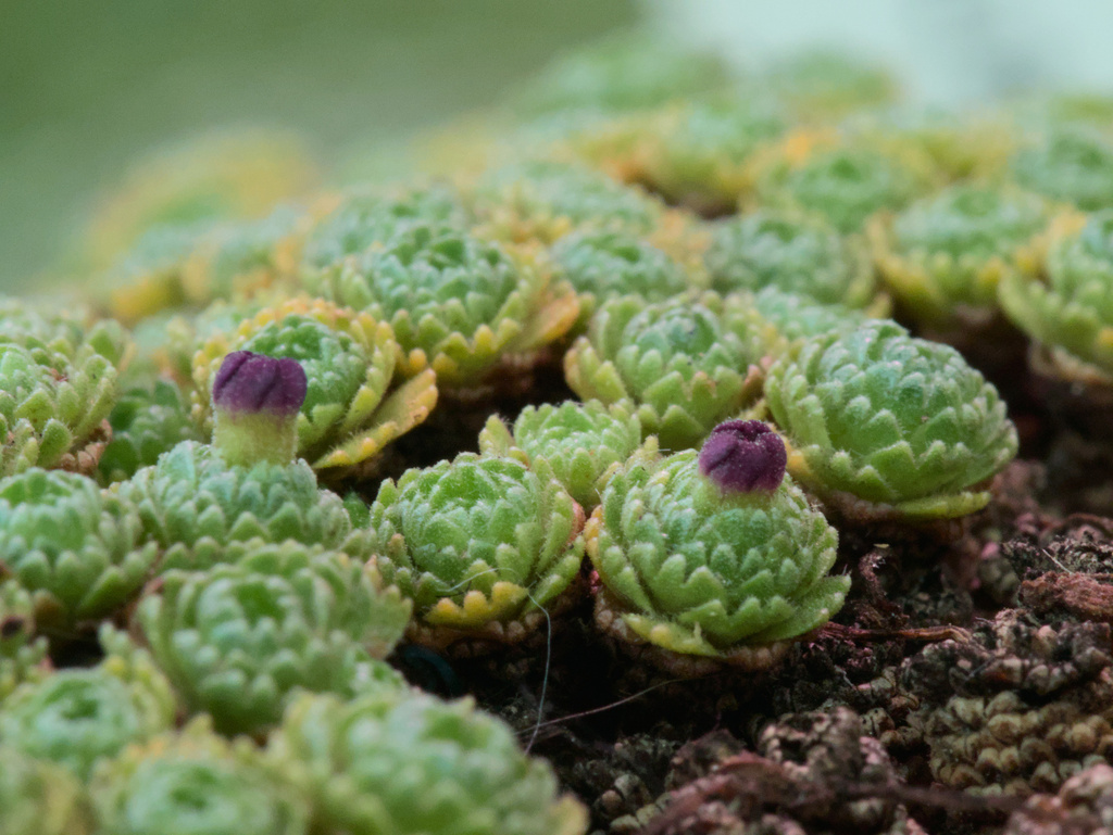 Dionysia mozaffarianii