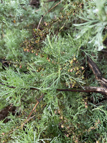 iNaturalist observation photo of California sagebrush