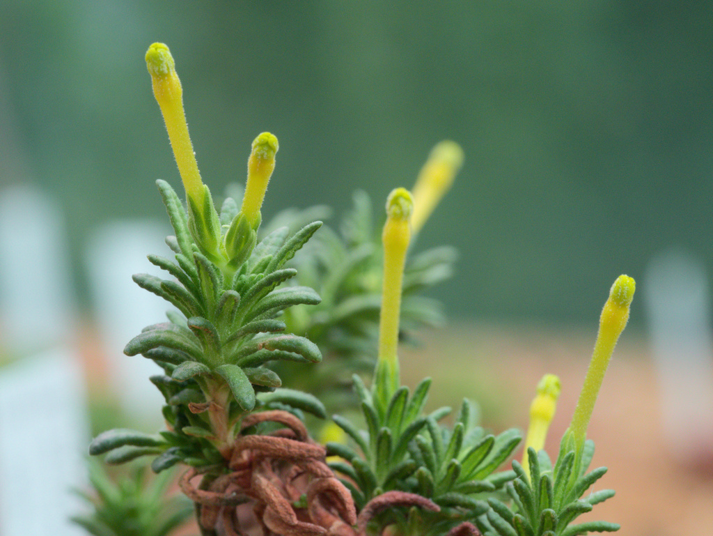 Dionysia revoluta