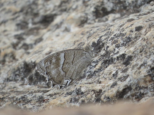 Desert Grayling