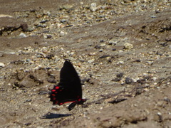 Mimoides ilus branchus