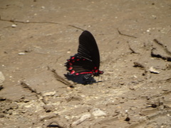 Mimoides ilus branchus