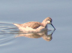 Phalaropus tricolor
