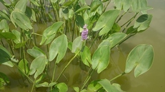 Pontederia sagittata