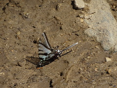 Protographium epidaus fenochionis