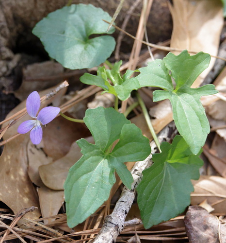 Image of Viola edulis by (c) Lauren McLaurin, some rights reserved (CC BY)