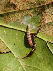 Rectiostoma xanthobasis