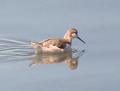 Phalaropus tricolor