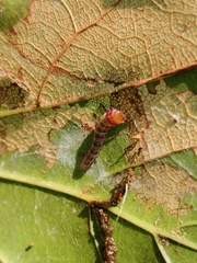 Rectiostoma xanthobasis