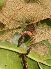 Rectiostoma xanthobasis